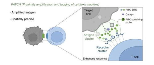 我国科研人员开发出可精准识别癌细胞的纳米标记机器人自动识别技术